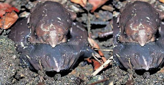 Purple frog Purple frog