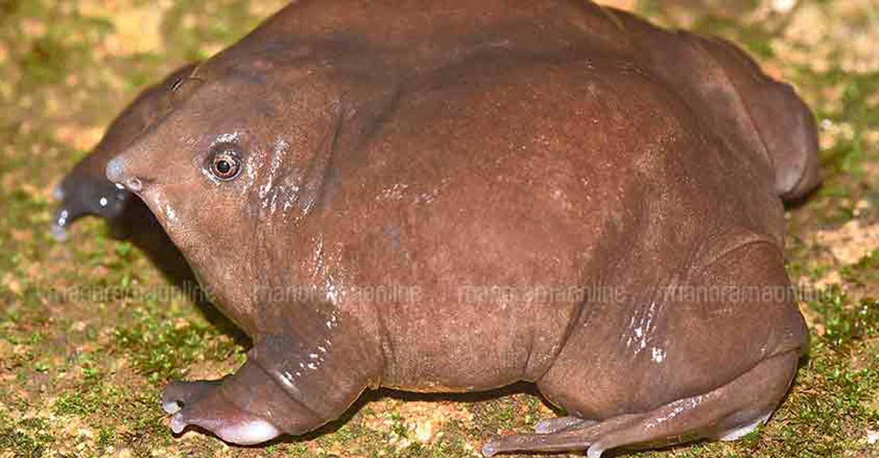 Purple frog Purple frog