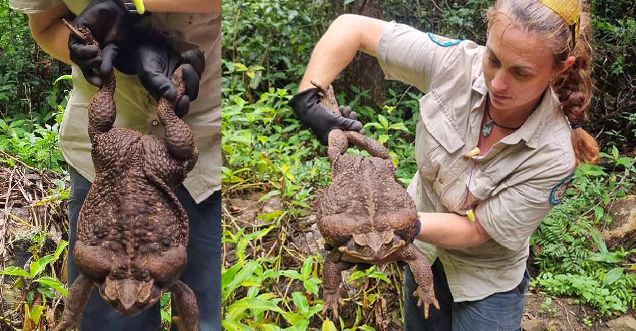 Toadzilla Size 'Toadzilla' spotted in Australian park world's biggest toad ...
