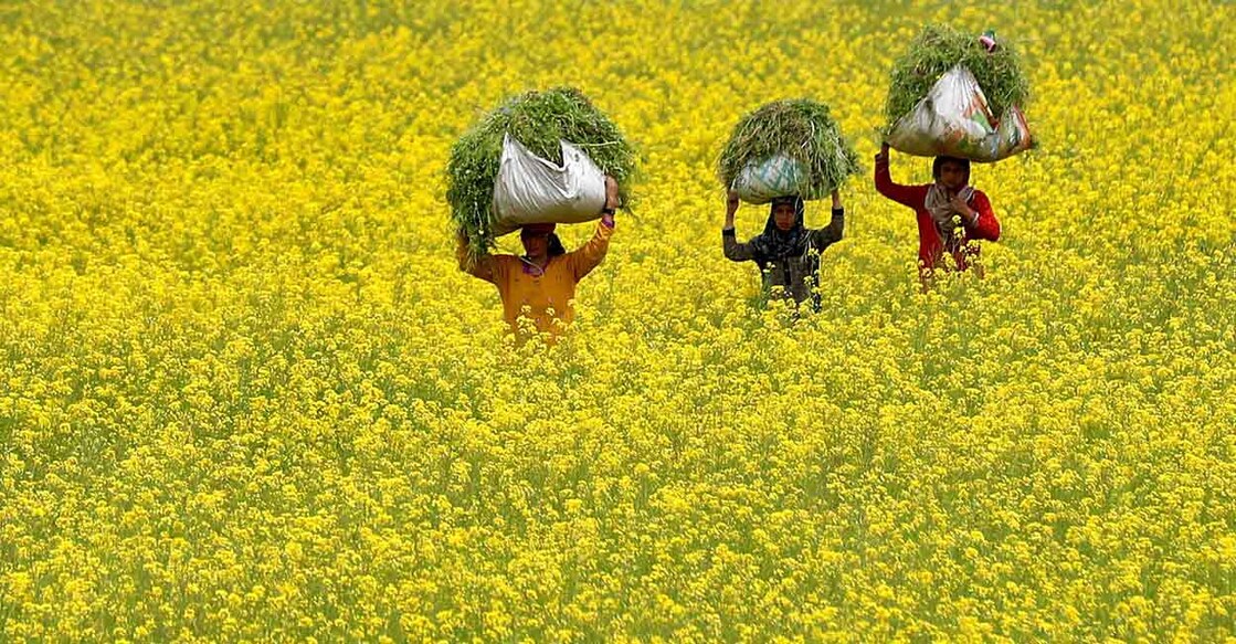 Women carry fodder for their cattle through a mustard field on the outskirts of Srinagar. Photo: Reuters/Danish Ismail/File Photo