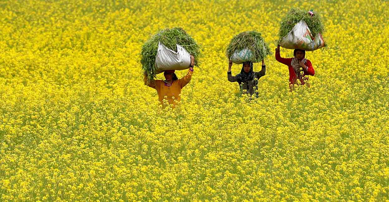Women carry fodder for their cattle through a mustard field on the outskirts of Srinagar. Photo: Reuters/Danish Ismail/File Photo