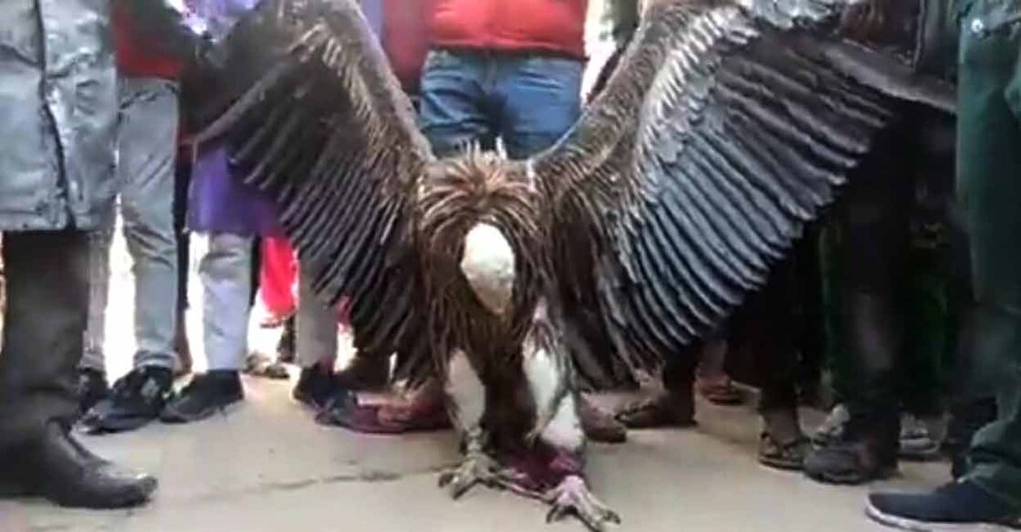 The Griffon Vulture is found along the Himalayas and the adjoining Tibetan Plateau. Photo: IANS