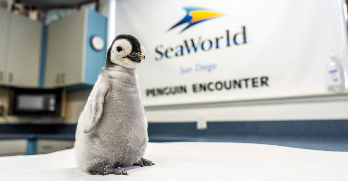 A new emperor penguin chick stands on a surface at SeaWorld in San Diego, California, U.S. Photo: Kyle Williams/Seaworld San Diego/Handout via Reuters