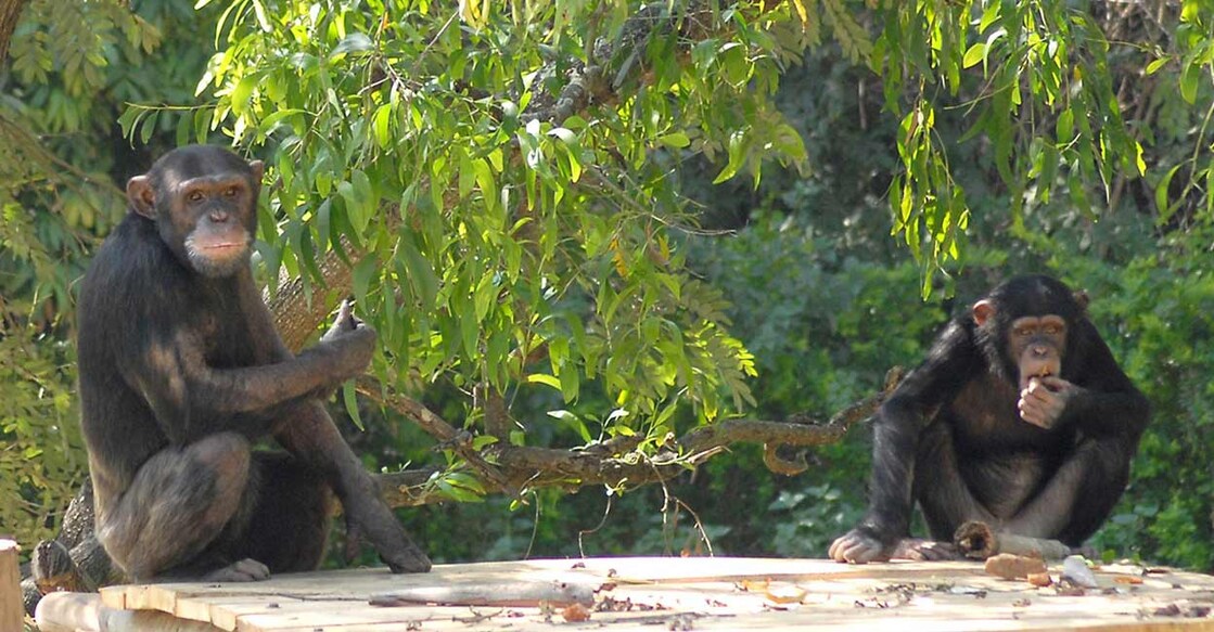 Fertility among chimpanzees studied declined after age 30, and no births were observed after age 50. Two Singaporean Chimpanzees At Mysore Zoo. Photo: IANS
