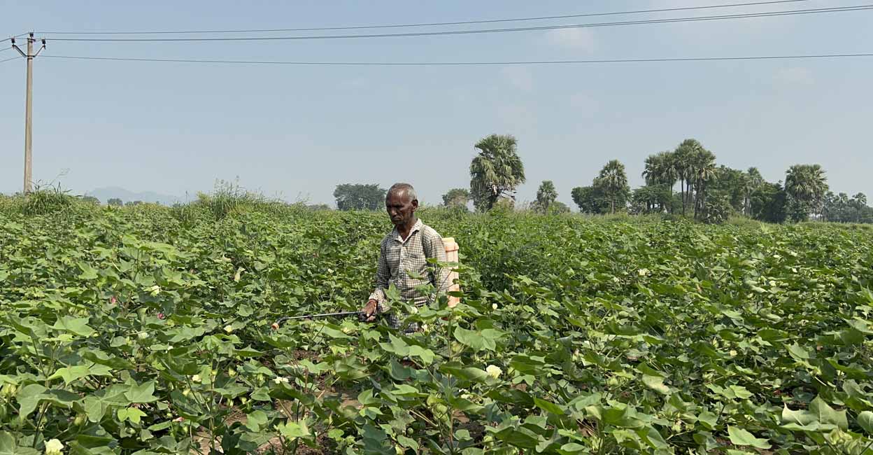 A farmer sprays chemical pesticide on his cotton crop in Warangal district, Telangana. Photo: Reuters /Bhasker Tripathi/File