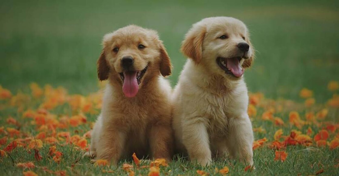 Winter shedding in pets is a natural response to the changing seasons. Photo: IANS