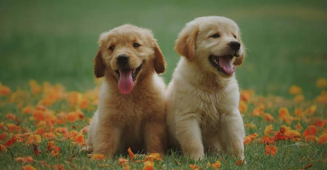 Winter shedding in pets is a natural response to the changing seasons. Photo: IANS