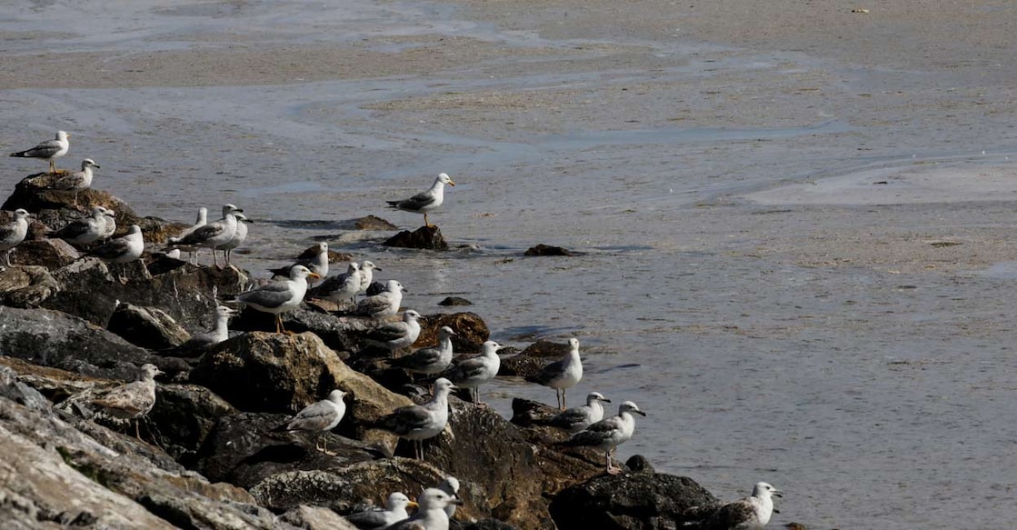 GLOBAL-ENVIRONMENT-OCEANS Seagulls roost on rocks by the sea covered with a plague of 'sea snot', a thick slimy layer of organic matter on the shores of Istanbul, Turkey. Reuters/Umit Bektas/File Photo
