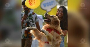 Pets carnival of Kochi, Pawsome Party, concludes with pomp and glitz