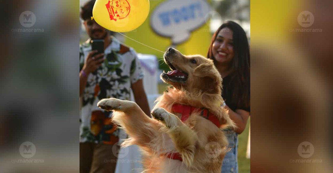 Kochi's animal lovers heartily greeted Pawsome Party. Photo: Manorama