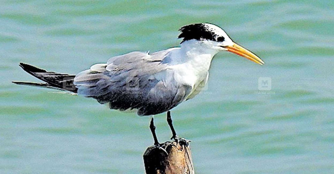 waterfowl Image used for representational purpose. Photo: Manorama