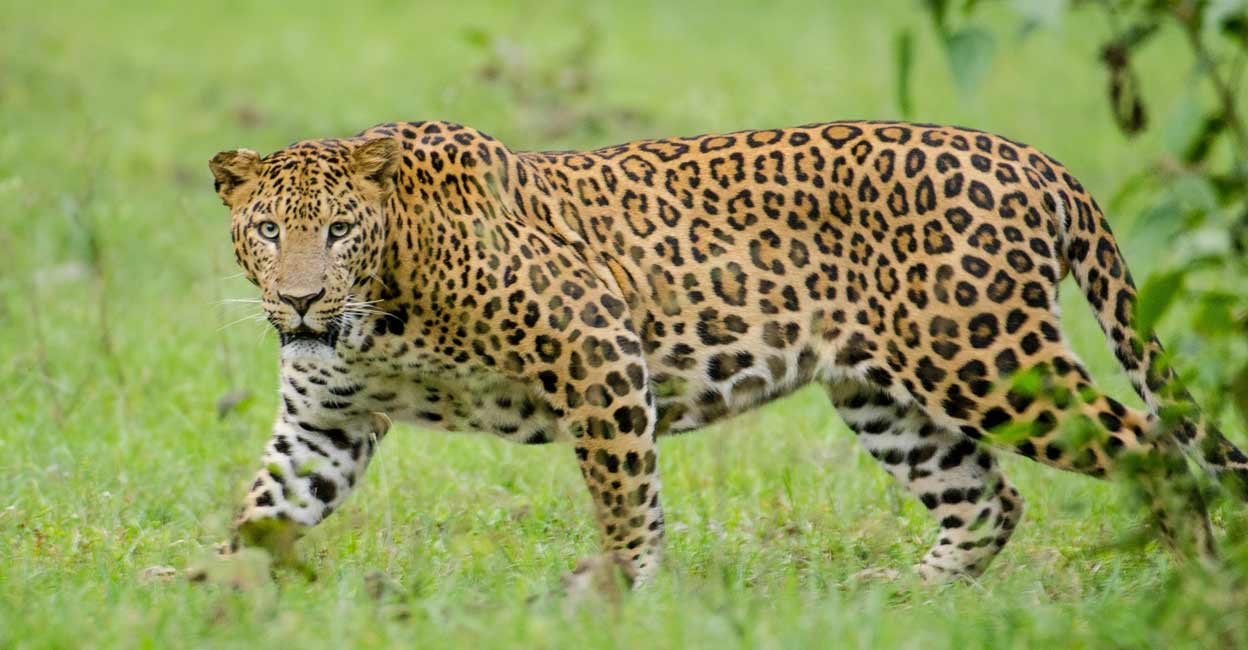 Leopard has become a terror for the society, this is not the first incident. The leopards have adapted to survive in different situations and prey on dogs and pigs. Image used for representational purpose. Photo: IANS