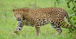 Wildlife experts in UP to study changes in leopard behaviour