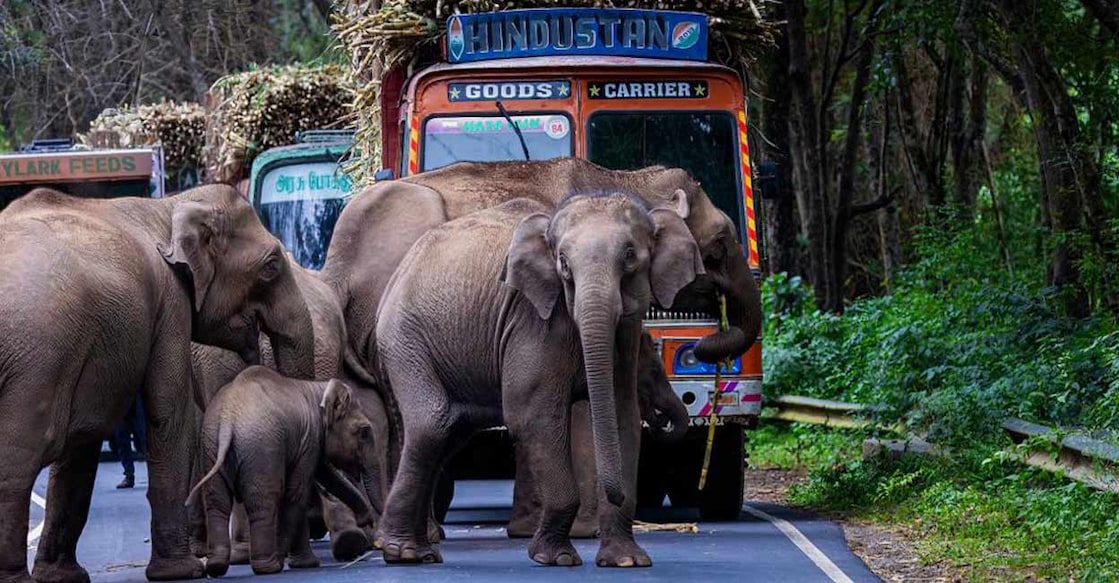 The elephants collected the loose bunches of sugar cane, which were already kept over the tightly wound loads on the trucks. Photo: special arrangement.