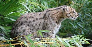 Stop cats, waste less: Some ways to help stop species wipeout