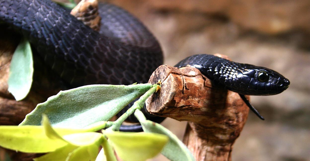 There are farms in Kenya with over 1800 snakes including poisonous snakes like Black Mamba. Photo: istockphoto/Nicole_Marschall