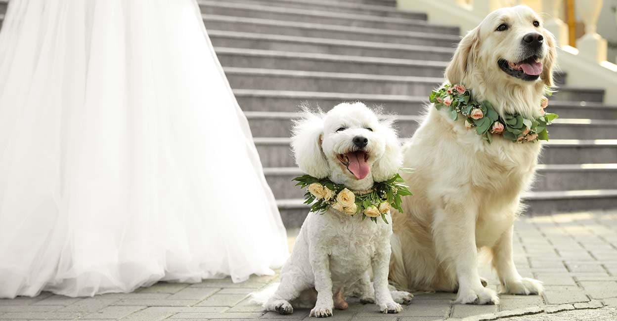 wedding-pet-1 Photo: iStock / Liudmila Chernetska