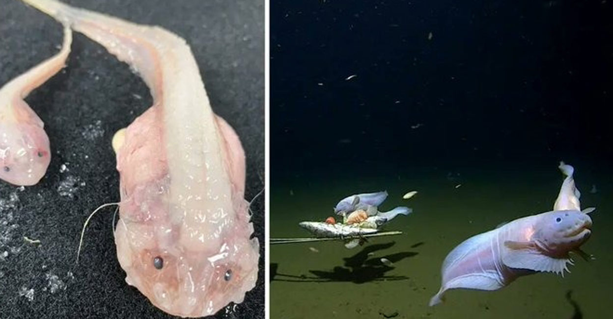The unknown snailfish species of the genus Pseudoliparis was filmed at a depth of 8,336 metres. Photo: IANS