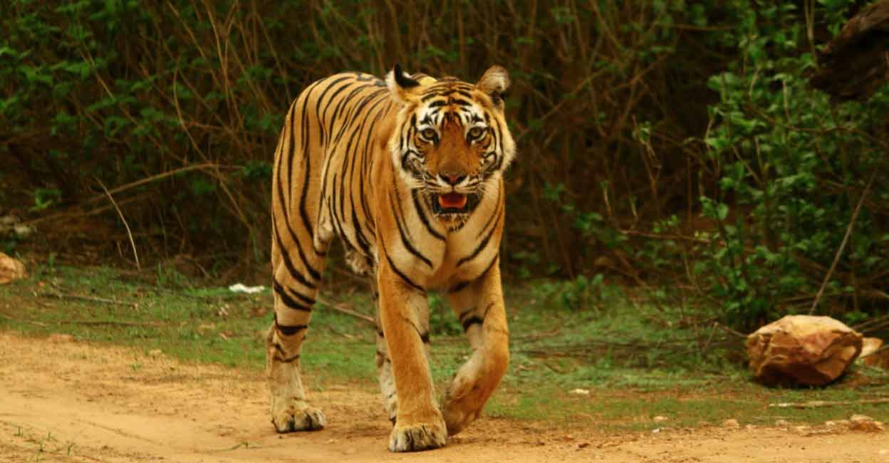 India doubles tiger numbers 4 yrs ahead of schedule, PM greets wildlife lovers.(photo:modi Twitter) Karnataka was the first state to implement Project Tiger. Photo: IANS
