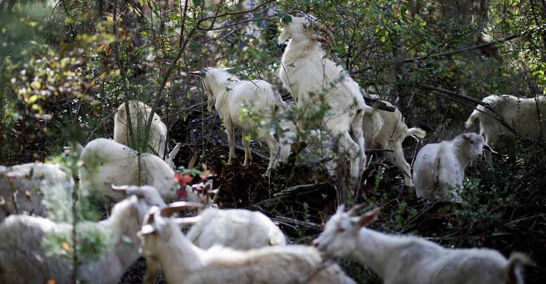 A herd of goats of the 'Buena Cabra' (Good Goat) project, an initiative that relies on goats to control dry pastures and other vegetation that fuel forest fires in the summer, nibble on foliage in Santa Juana, Chile. Photo: Reuters/Juan Gonzalez