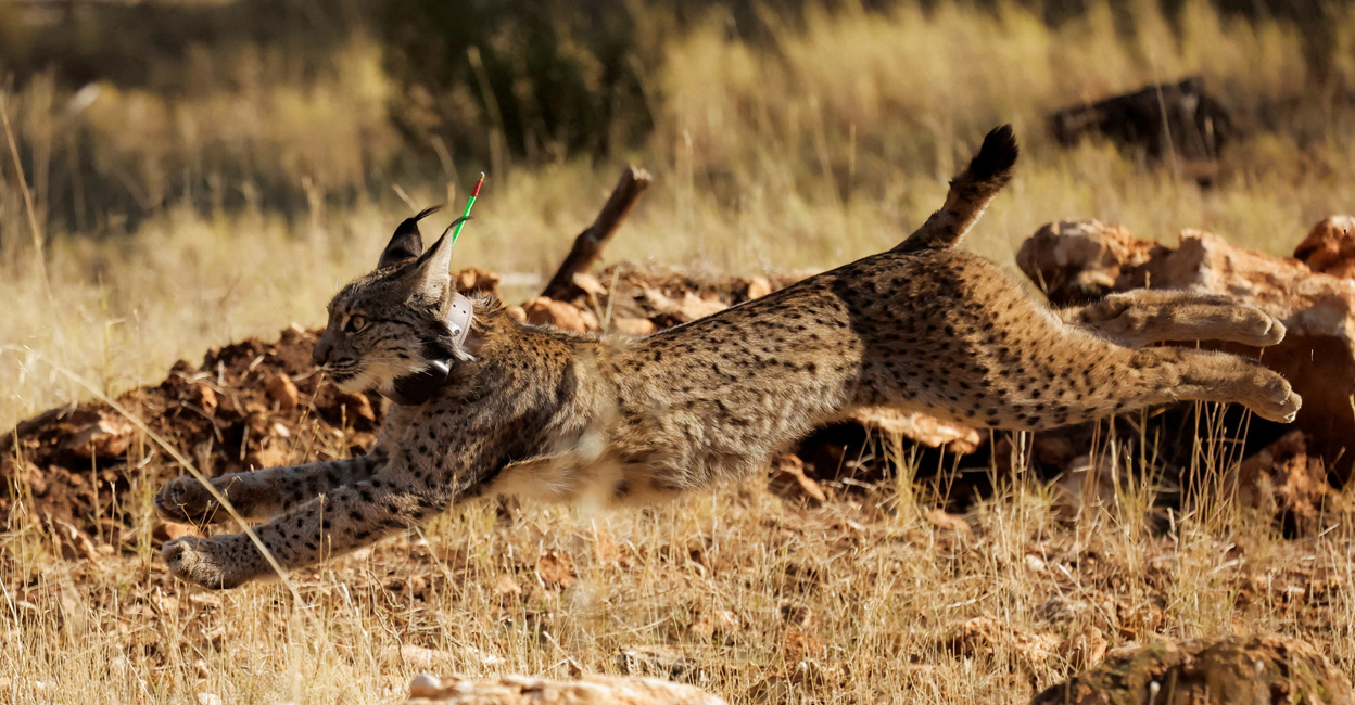 SPAIN-WILDLIFE-LYNX Endangered Iberian lynx population hit record through captive breeding