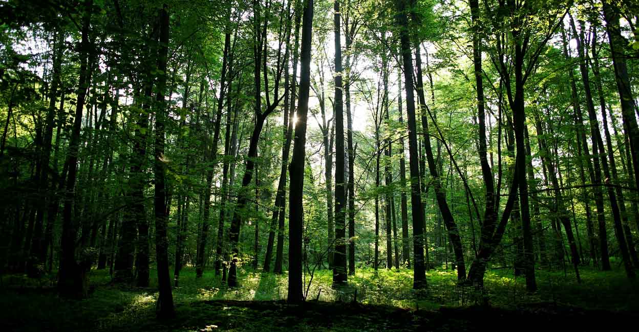 A protected area of Bialowieza forest, near Bialowieza village, Poland. Representative image: Reuters/Kacper Pempel/File Photo