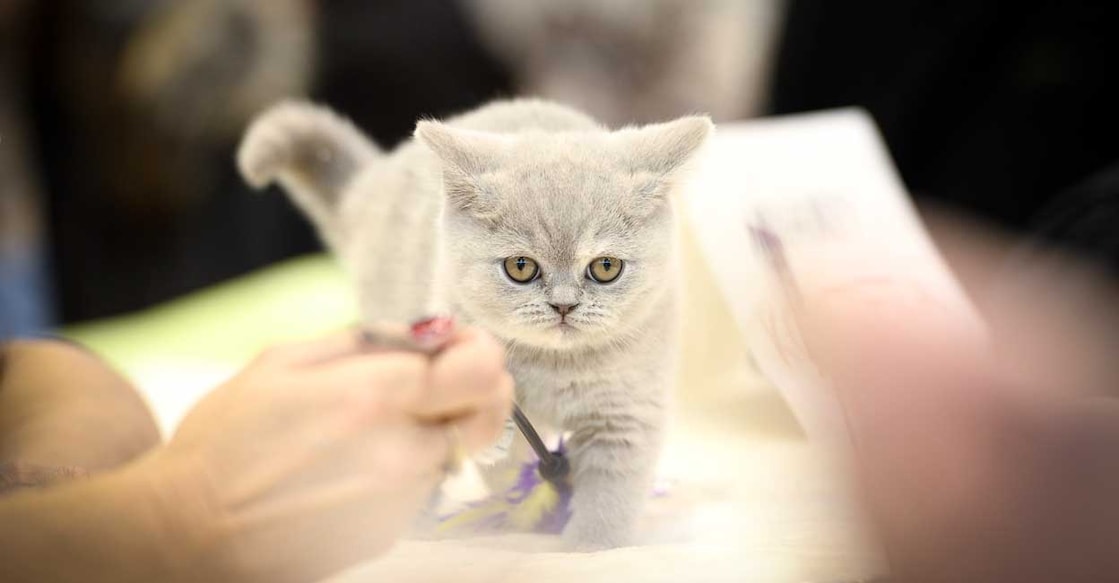 cat-c 'SARS-CoV-2 transmission between cats is efficient and can be sustained'. Representational image: IANS