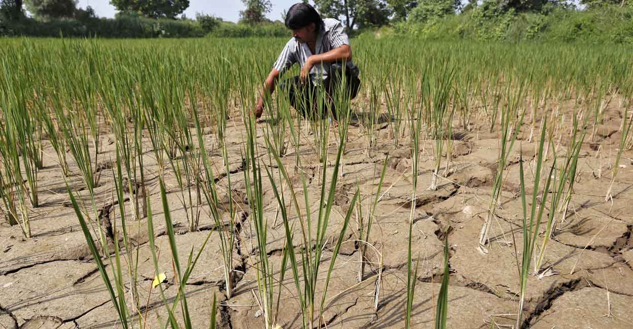 A farmer removes dried plants from his parched paddy field on the outskirts of Ahmedabad. File photo: Amit Dave/Reuters