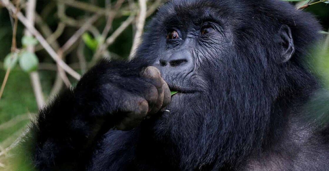 An endangered female high mountain gorilla from the Sabyinyo family eats inside the forest within the Volcanoes National Park near Kinigi, northwestern Rwanda. Reuters/Thomas Mukoya/File Photo