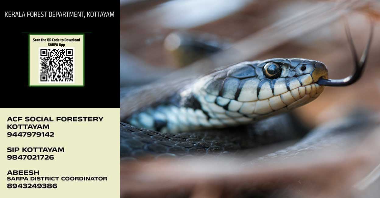 sarpa-app-main-image-c It's important not to panic or kill a snake when it's spotted. Photo: Marcel Storp / iStock