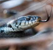 Kerala inching close to becoming India's first 'no snakebite death' state