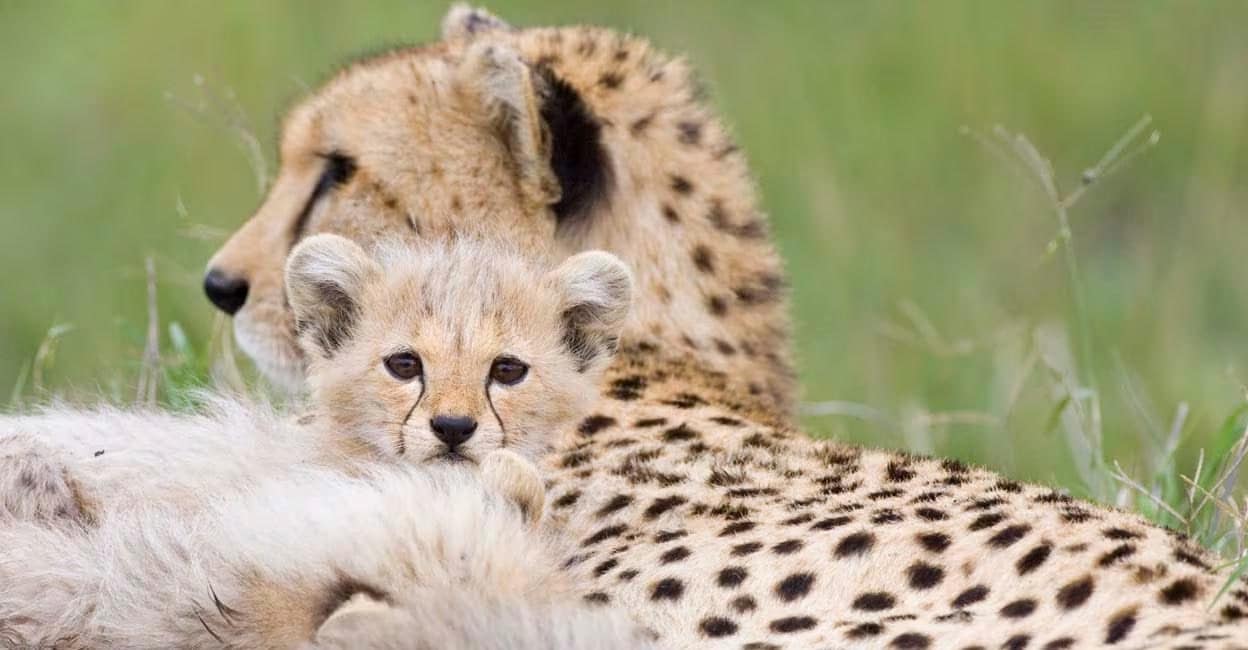cheetah-01 A cheetah and her cub protected by the Cheetah Conservation Fund, a research and lobby institution in Namibia. Photo courtesy: Twitter/CCFCheetah