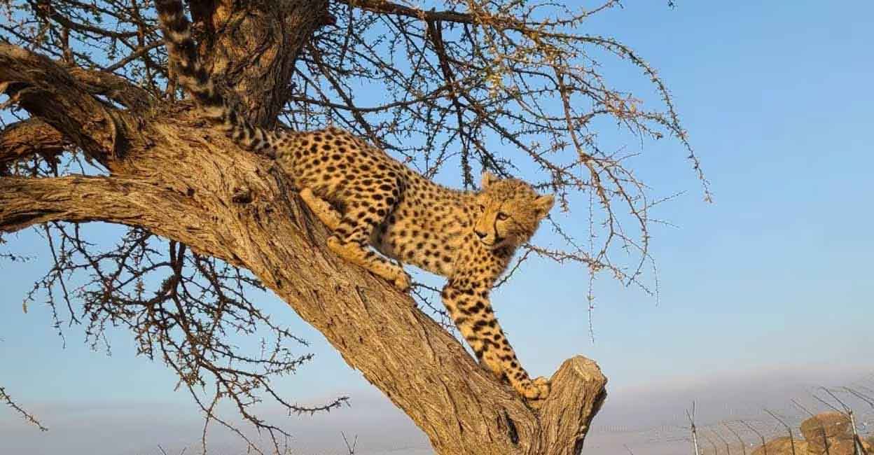 A cheetah on the tree. Photo courtesy: Twitter/CCFCheetah