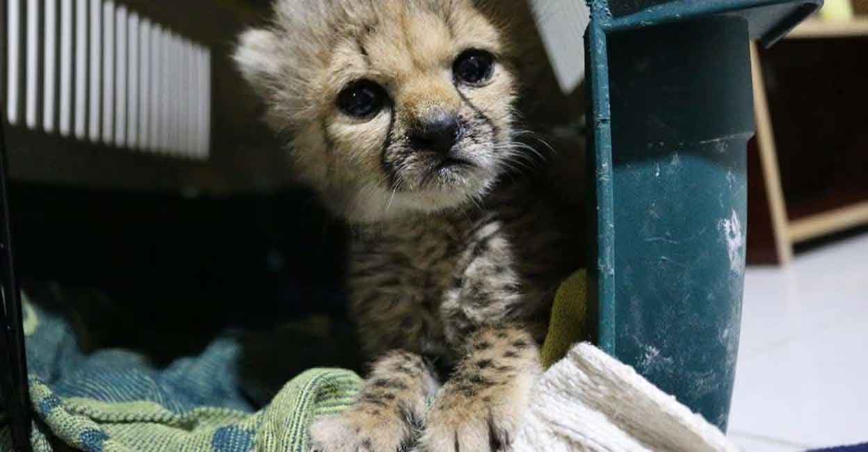 cheetah-03 A cheetah cub protected by the Cheetah Conservation Fund, a research and lobby institution in Namibia. Photo courtesy: Twitter/CCFCheetah