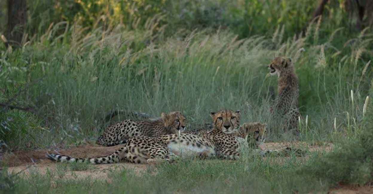 cheetah-04 A cheetah and her cubs. Photo courtesy: Twitter/CCFCheetah