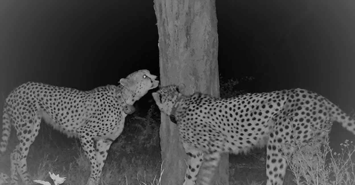 cheetah-05 Visuals captured by CCTV camera installed at Kuno National Park to observe cheetahs brought from Namibia. Photo courtesy: Twitter/CCFCheetah