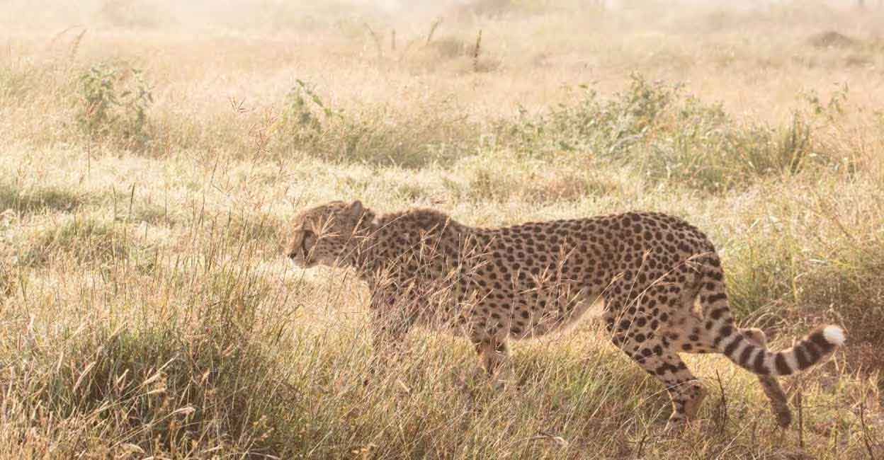 cheetah-07 The cheetah named Sasha, brought to India from Namibia. Photo courtesy: Twitter/CCFCheetah