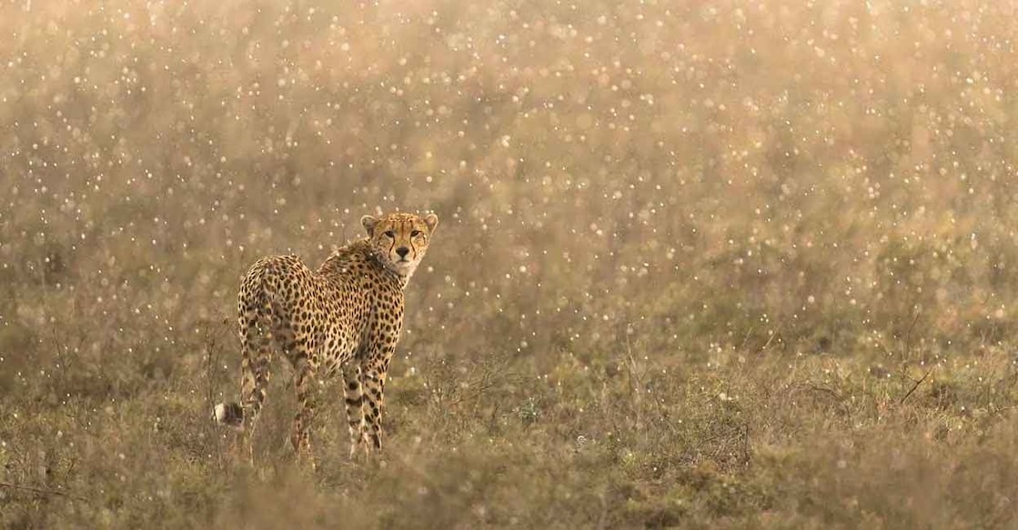 A cheetah protected by the Cheetah Conservation Fund, Namibia. Photo courtesy: Twitter/CCFCheetah