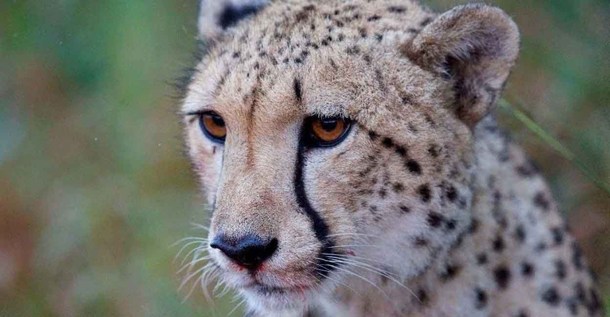 A cheetah protected by the Cheetah Conservation Fund, Namibia. Photo courtesy: Twitter/CCFCheetah