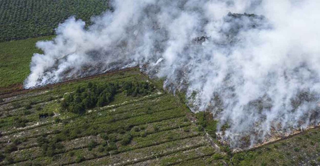 Peatlands are a type of wetland which occur in almost every country and are known to cover at least 3 per cent of global land surface. Photo credit: AFP
