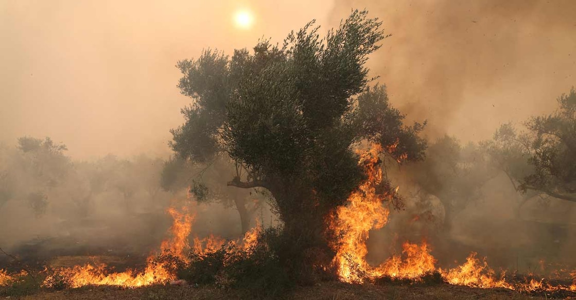 Flames burn a tree as a wildfire rages in Alexandroupolis, on the region of Evros, Greece. Photo: REUTERS/Alexandros Avramidis