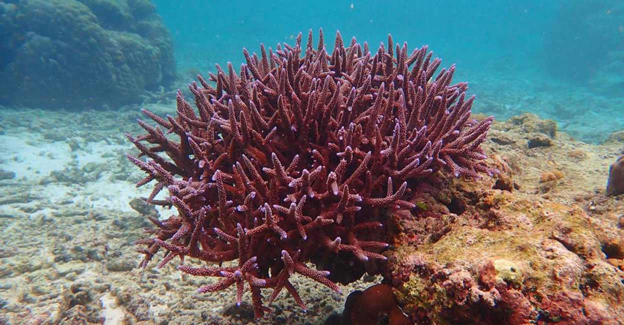 Deep learning-enabled image recognition model can classify the underwater images of corals as a means to achieve the target of restoring ocean ecosystems. Representational image: Photo: IANS