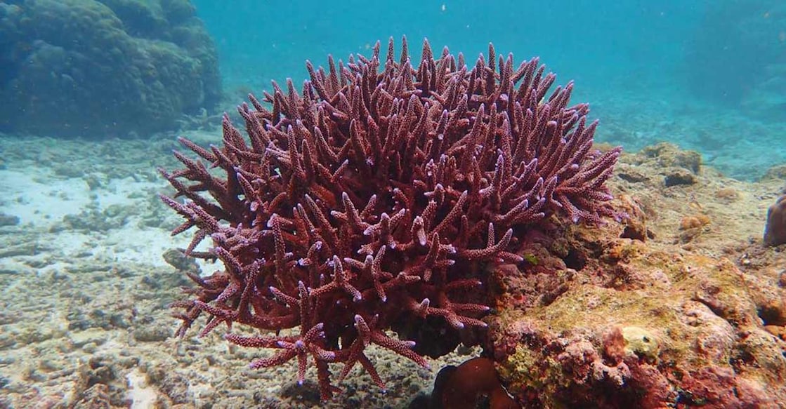 Deep learning-enabled image recognition model can classify the underwater images of corals as a means to achieve the target of restoring ocean ecosystems. Representational image: Photo: IANS