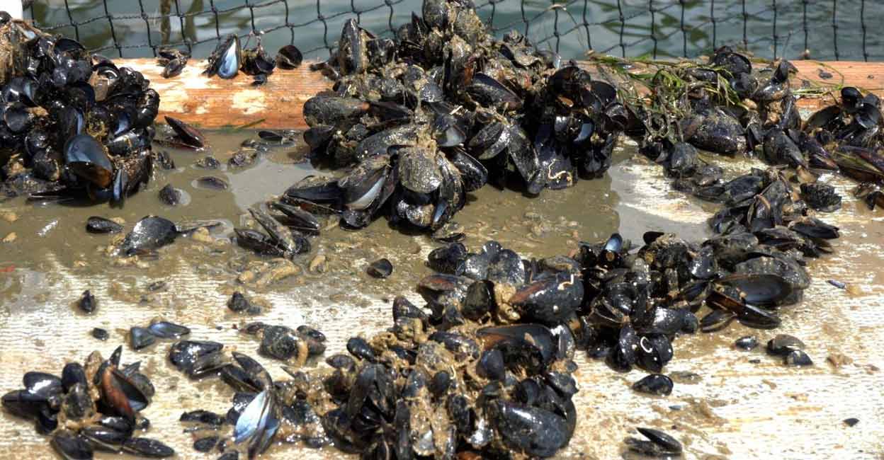 UK-SPAIN-CLIMATE-CHANGE-MUSSELS The August heatwave killed what remained of this year’s production. Mussel farmers are now forced to harvest in July or they risk losing their entire harvest to a heatwave. Photo: Reuters/Naomi Mihara
