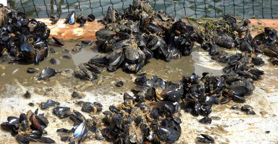 The August heatwave killed what remained of this year’s production. Mussel farmers are now forced to harvest in July or they risk losing their entire harvest to a heatwave. Photo: Reuters/Naomi Mihara