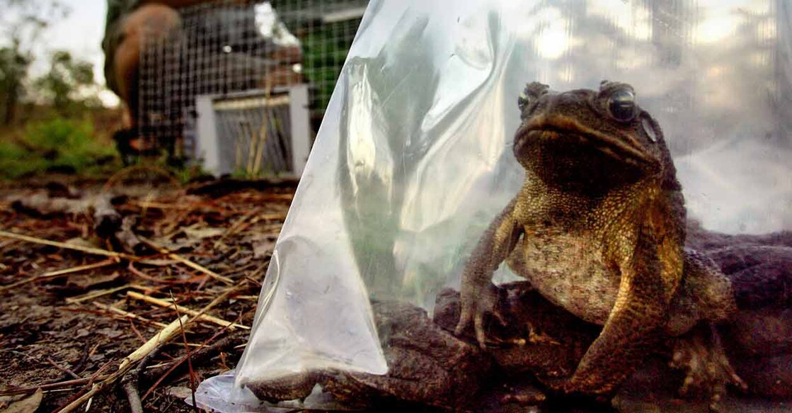 A cane toad sits inside a plastic bag. REUTERS/David Gray/File Photo