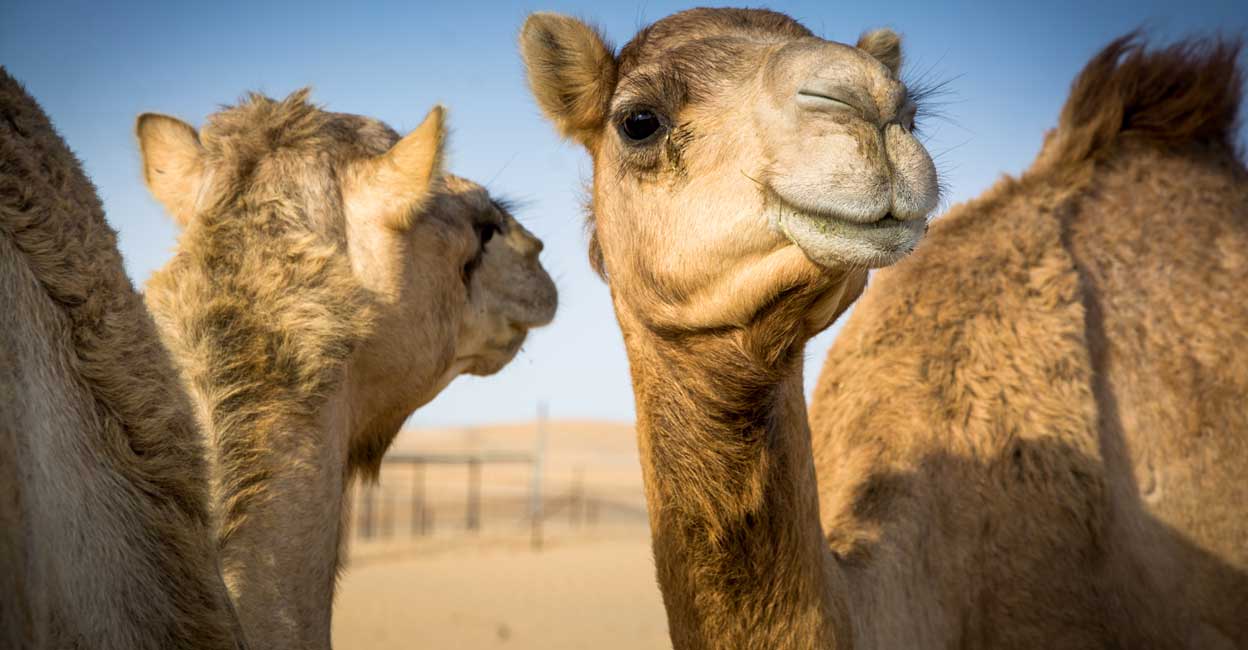Camel has been holding a deep-rooted presence and unique role in the lives of Saudis and in shaping the Kingdom's cultural heritage from time immemorial. Photo: Bojan89/iStock