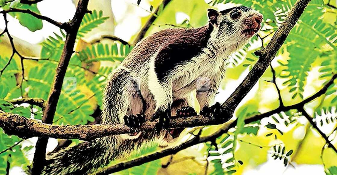 Grizzled giant squirrel at Chinnar Wildlife Sanctuary. Photo: Special arrangement.