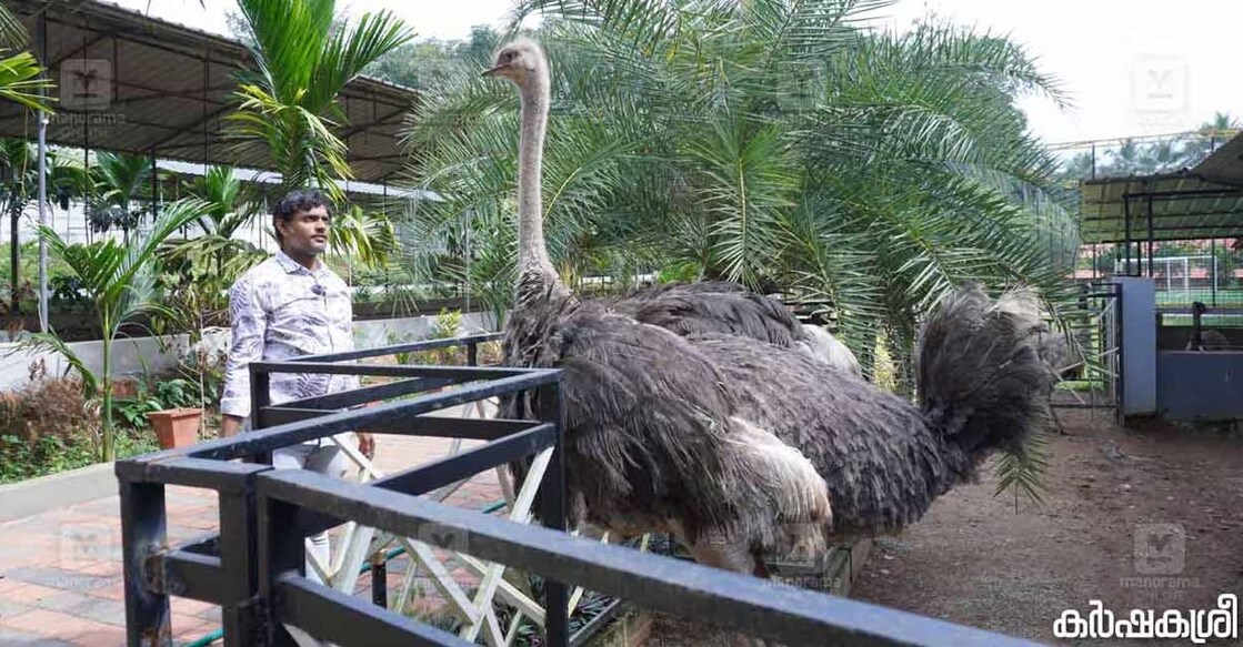 Ostrich and Emu farming have now become profitable ventures for entrepreneurs willing to take a plunge into pet farming. Photo: Special arrangement