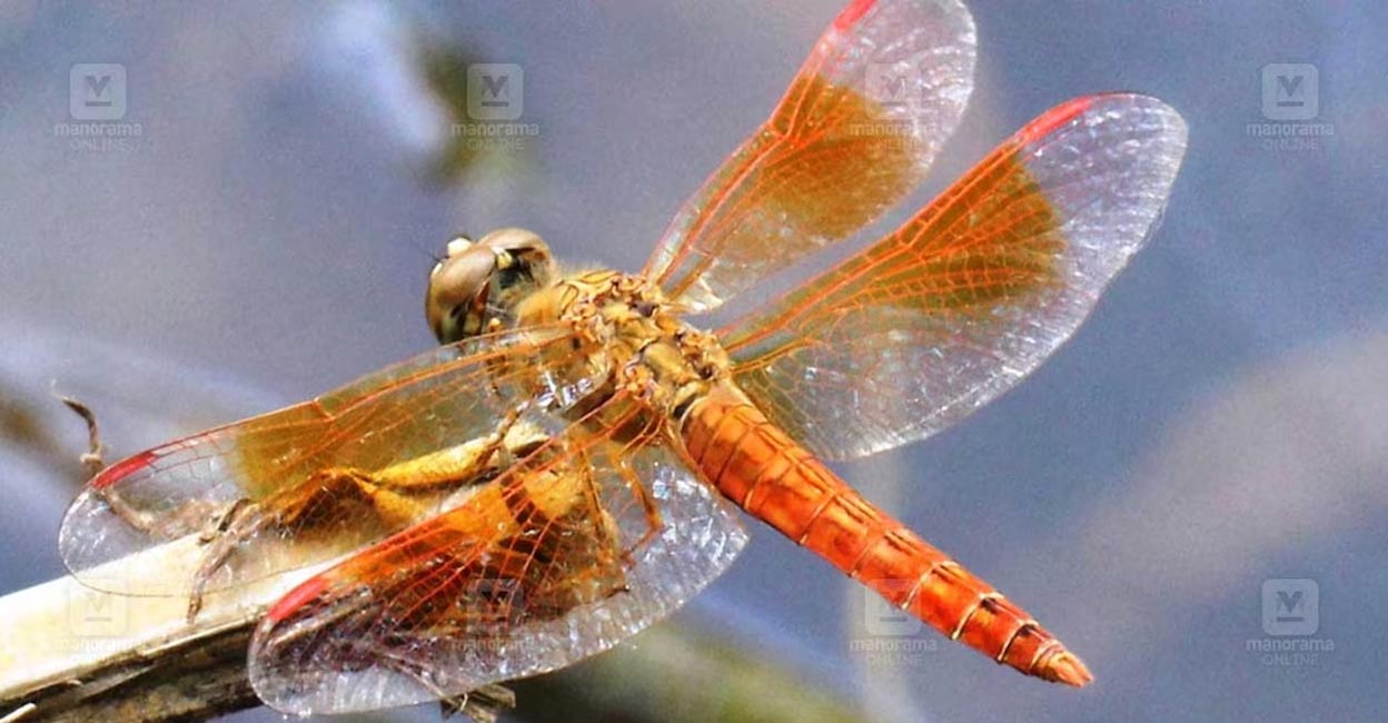changathithumbi-c Most species of dragonflies lay eggs in freshwater bodies. Changathithumbi (Brachythemis contaminata). Photo: Special arrangement